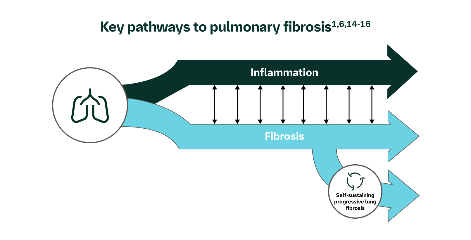 Key pathways to pulmonary fibrosis