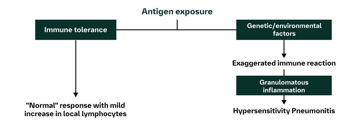 Hypersensitivity Pneumonitis Pathogenesis figure