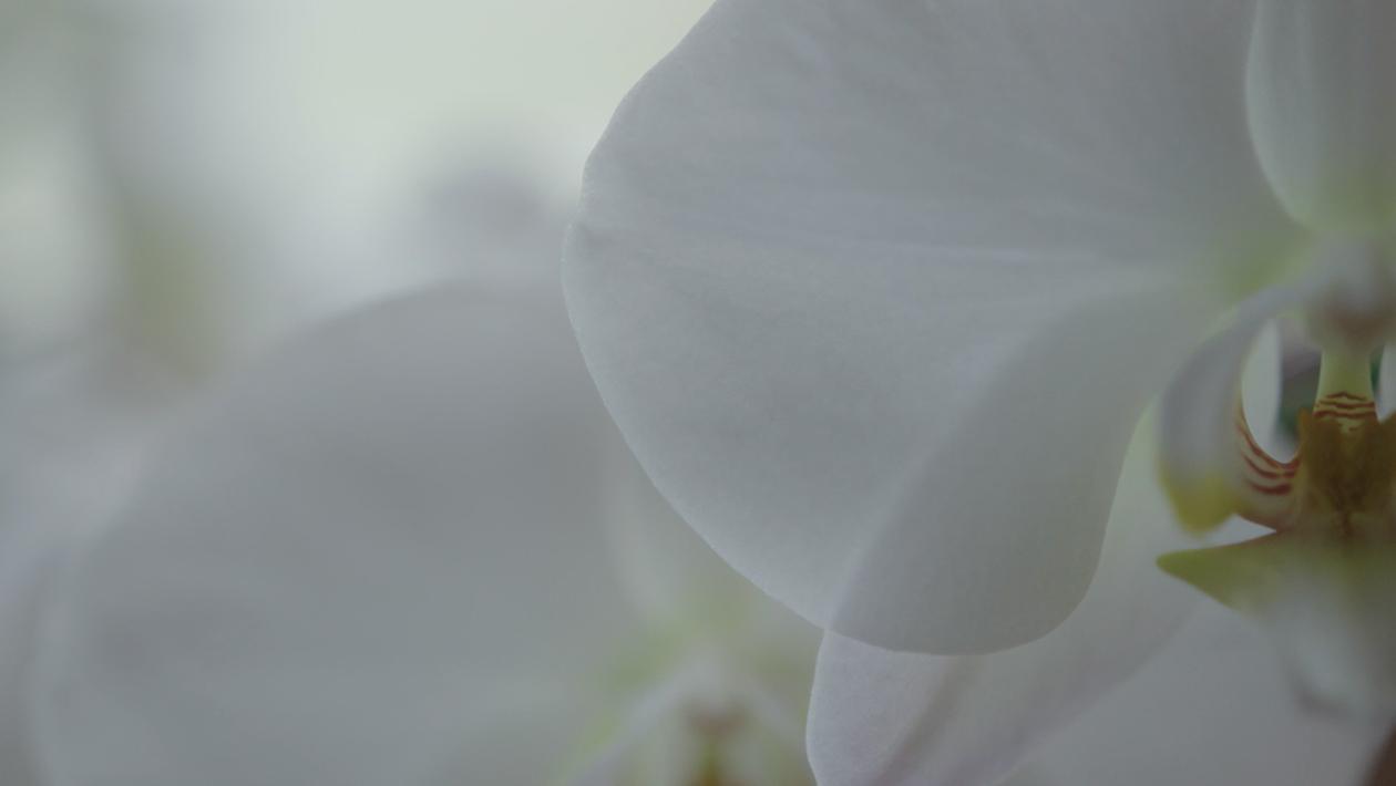 White orquid