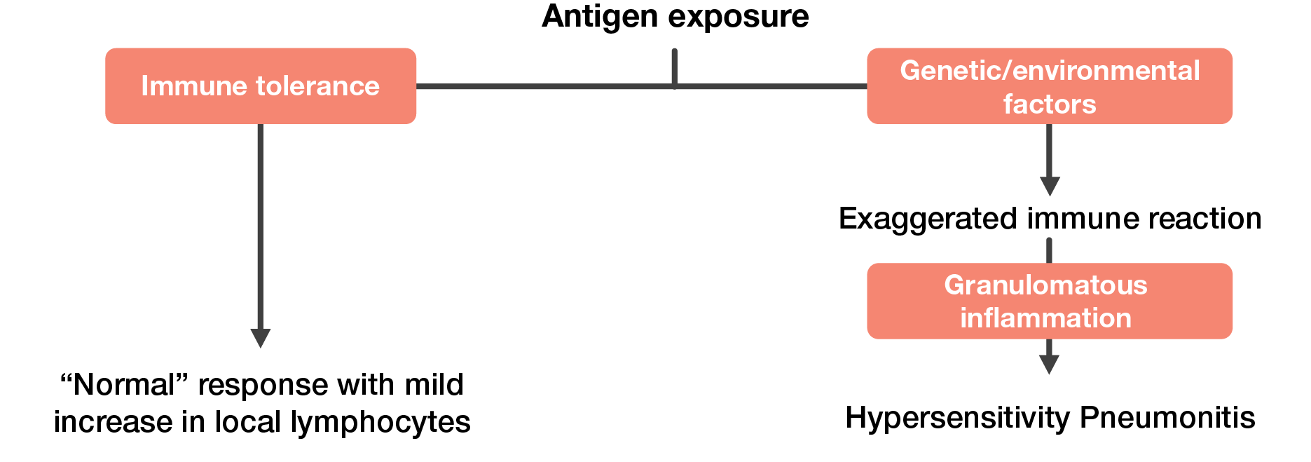 Hypersensitivity Pneumonitis Pathogenesis Graph